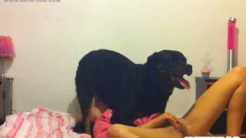 Canine penetrating a female's alluring throat. Complimentary zoophilia and creature erotica