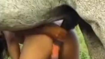 Animal sex tube video with hot sucking