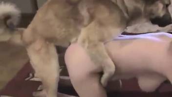 Spouse canine intercourse footage – exterior + rear entry. Complimentary zoophilia and creature erotica
