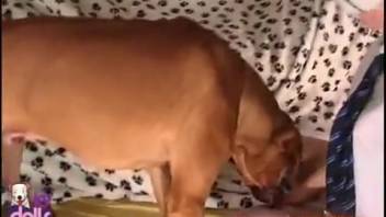 Hot animal cunt being fucked roughly