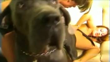 Rear entry canine intercourse with a novice