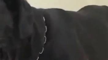 Homemade animal sex with a Hispanic housekeeper