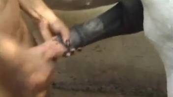 Adorable pony and sexy babe engage in filthy zoophilia