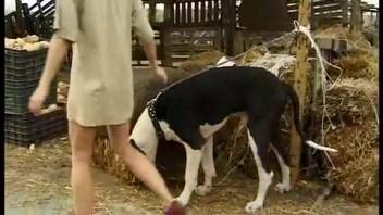 Horse bestiality clip kicks off with a blowjob