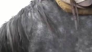 Lady screws equine in trio sex clip