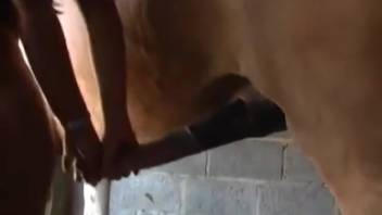Sexy women savoring horse dick right here