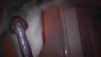 Insane bestiality freak guy screwing a beast