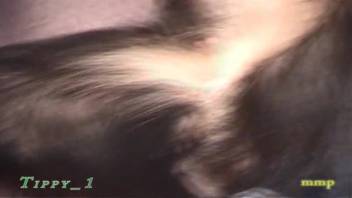 Homosexual zoophilia video featuring a perverted canine. Complimentary animal sex and beast erotica