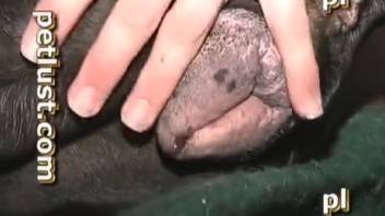 Guy screws canine in explicit footage. Gratis zoophilia and beastly erotica