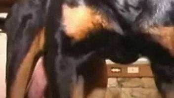 Man screws canine in doggy position. Complimentary zoophilia and beast erotica