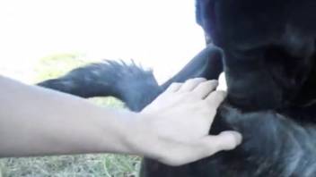 Guy screwing a canine while another dog observes. Complimentary zoophilia and beast sex content