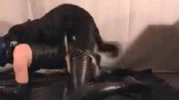 Man screws canine on mattress. Gratis zoophilia and beast erotica