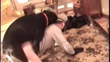 Homosexual animal sex videos with bareback anal action. Complimentary beastiality and zoophilia pornography