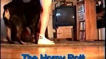 Homosexual bestiality hidden camera footage. Complimentary animal sex and zoophilia porn.