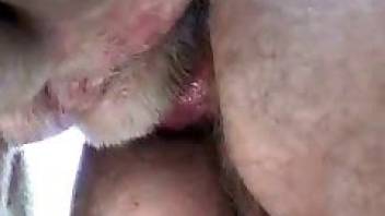 Close-up gay beastiality anal fucking