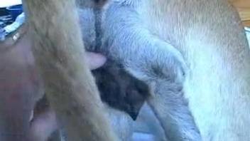 Guy wrecking this bitch's snug ass