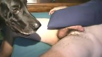Guy overpowers canine cunt in missionary position