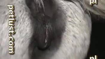 Guy pounding a female horse's vagina intensely