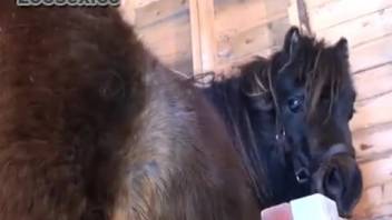 Having sex with a horse feels incredibly enjoyable. Complimentary bestiality and animal pornography