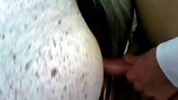 Hung dude has sex with horse. Free bestiality and animal porn
