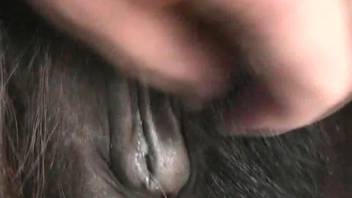 Internal cumshot display in homosexual equine erotica