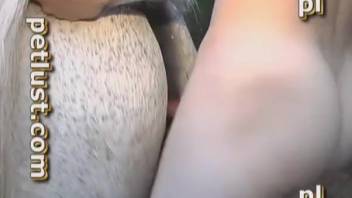 Man deeply penetrating a female horse's vagina