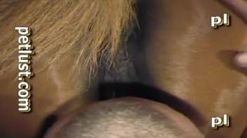 Free male animal sex videos zoo XXX. Complimentary bestiality and beast porn