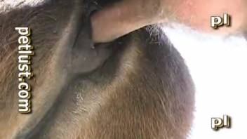 Farmwoman adores getting her ass fucked by beasts