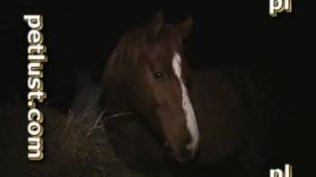Dude bangs a mare in an intensely steamy video