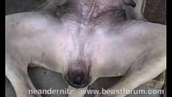 Handsome stud banging female horse doggystyle