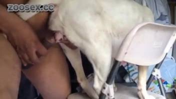 Man's bestiality encounter with white dog in anal doggy style