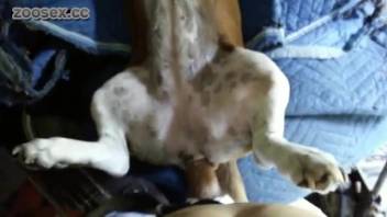 Man penetrates male dog's anus on webcam