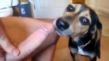 Oral sex between a guy and an animal appears fantastic