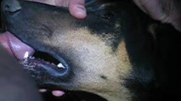 Exceptional male bestiality XXX porn with a black dog