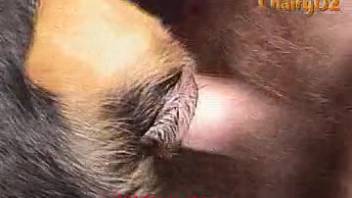 Guy banging a freaky dog with his cock