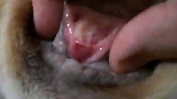 Incredible beastiality sex video with closeups
