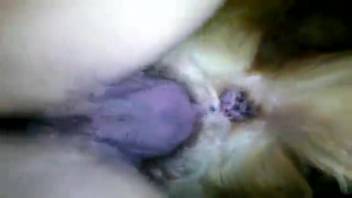 Hung guy screwing a pooch in a steamy clip