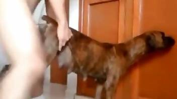 Dude fingering a dog's pussy and cumming
