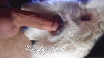 Finger play in homosexual animal sex porn