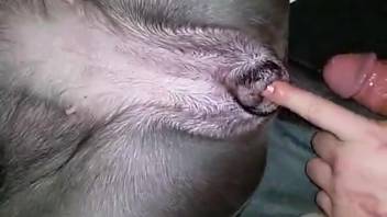Bestiality adult video featuring close-up gaping and additional content