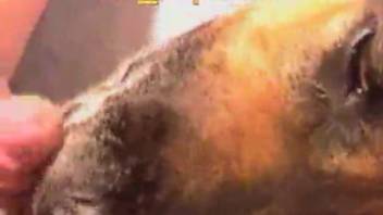Canine vagina internal cumshot clip featuring excellent close-ups