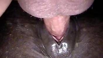 Horse pussy closeup gape with orgasms