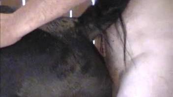 Mare's vagina close-up stretch with climaxes