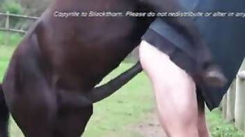 Man fucks horse by bottoming for it