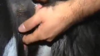 Guy wildly fingering mare's vagina like crazy