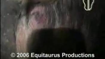Wild swine zoophilia adult film in high def