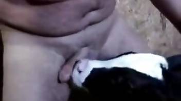 Cow fuck movie and other zoofilia XXX